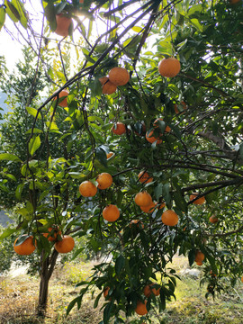 柑橘树果园