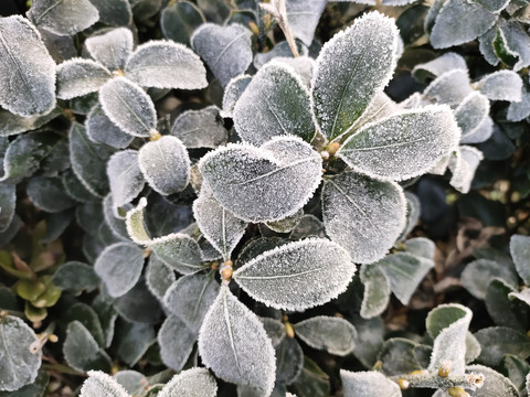 霜冻的绿叶