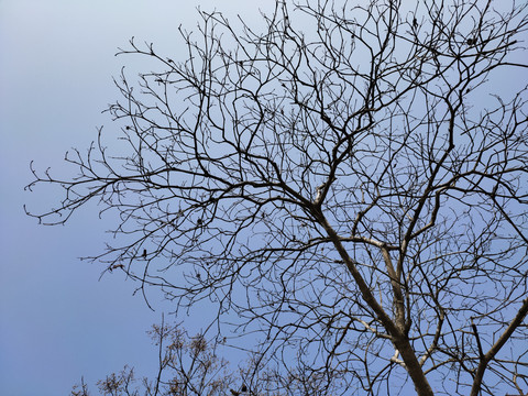 冬天的枯树枝大图