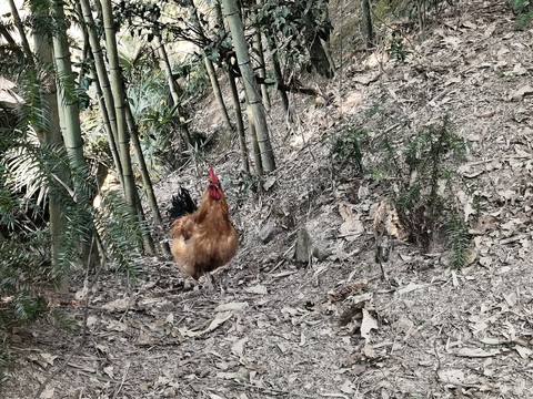 竹林里的鸡