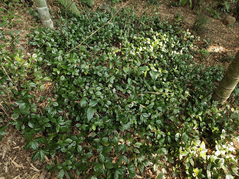 东方紫金牛绿植特写