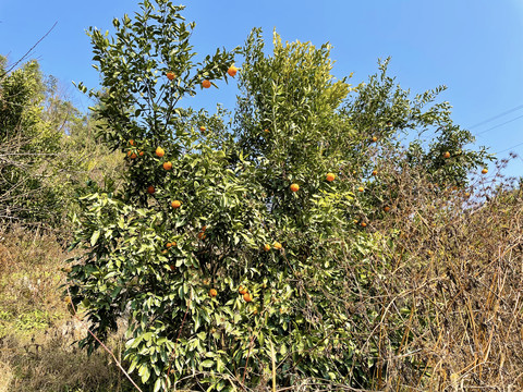 橘子树
