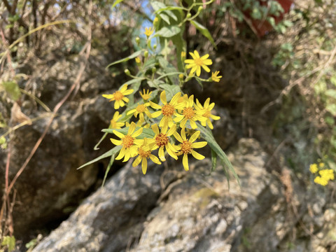 野菊花