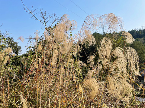 芦苇丛