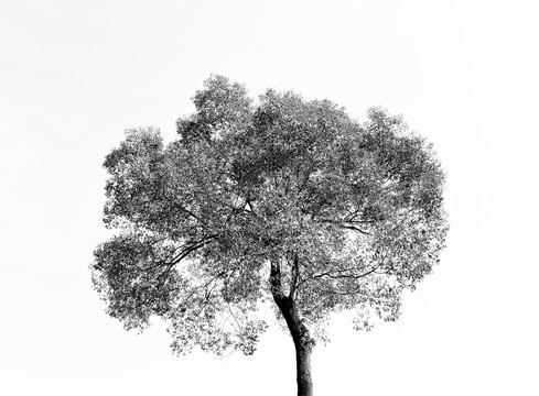 黑白大树剪影