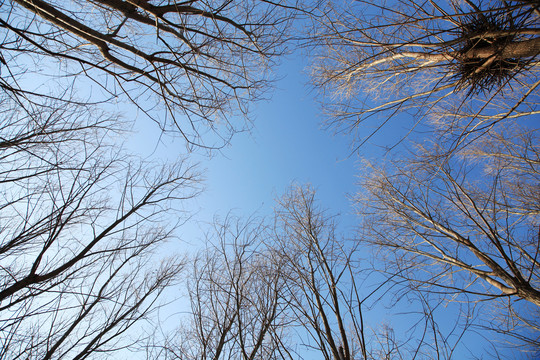 冬日蓝天下的树枝