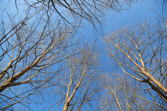 冬日蓝天下的树枝