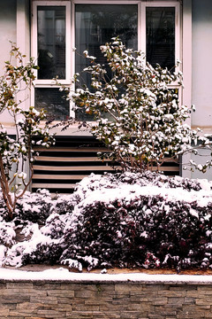 窗前的雪中灌丛和小树