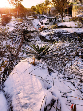 白雪覆盖的园区雨水花园