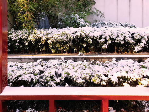 落满白雪的坐凳和灌丛