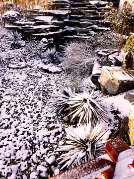白雪覆盖的雨水花园绿植