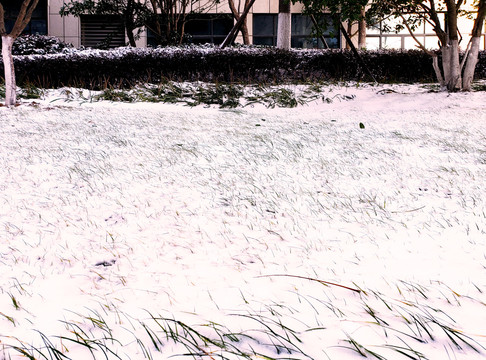 白雪覆盖的草坪