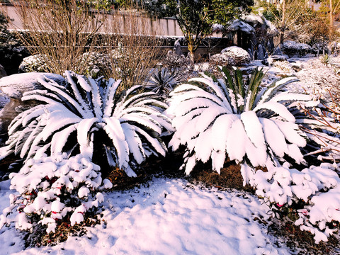 白雪覆盖的小花园绿植