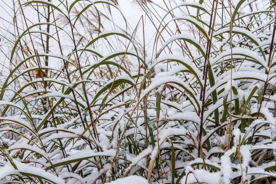 雪景冬天草地茅草