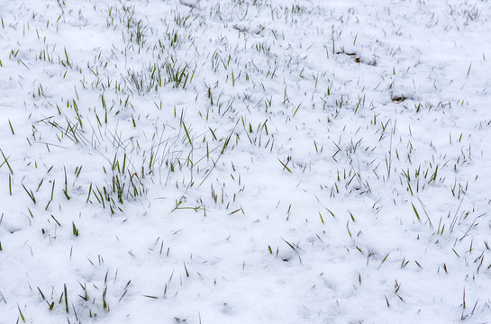 雪景冬天草地茅草