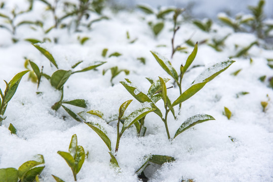 雪景冬季茶园茶叶生态