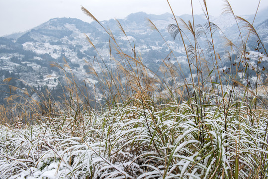 雪景茅草冬季草丛
