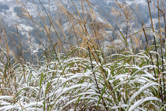 雪景茅草冬季草丛