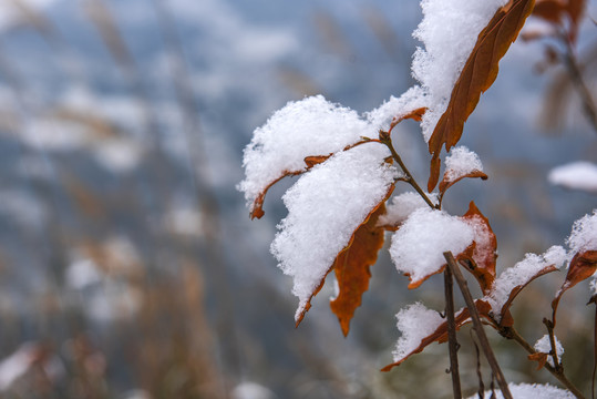 雪景树叶树林青杠树红叶