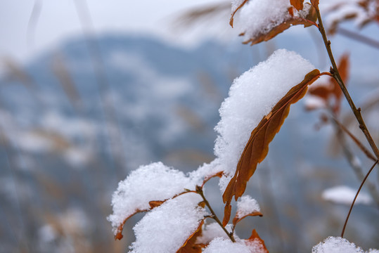 雪景树叶树林青杠树红叶