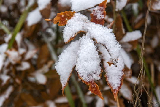 雪景树叶树林青杠树红叶