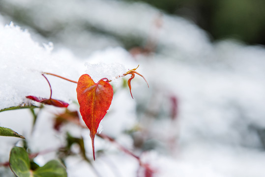 雪景树叶红叶冬季
