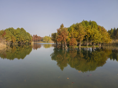 深秋之贡湖湾水上森林3