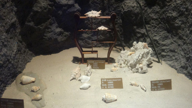 海螺贝壳