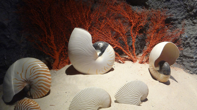 海螺贝壳珊瑚
