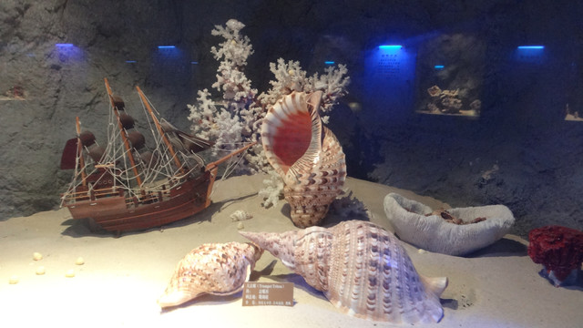 海螺贝壳