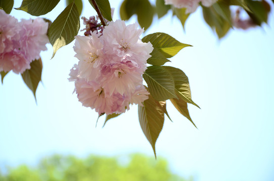 樱花