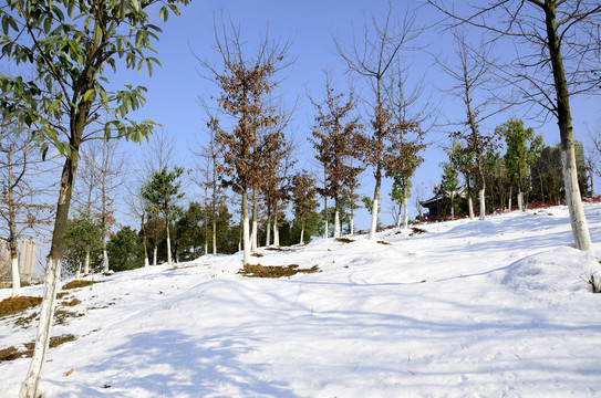 雪