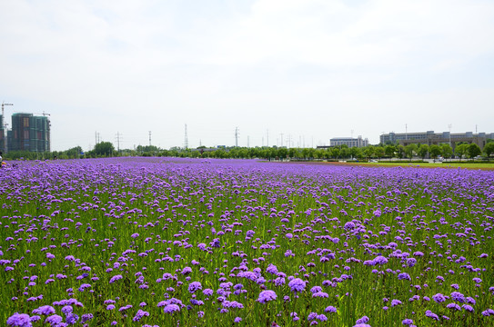马鞭草