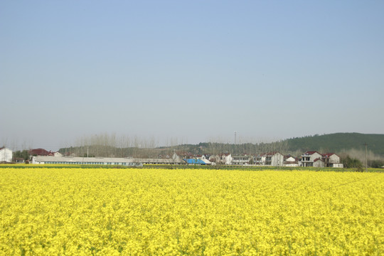 油菜花