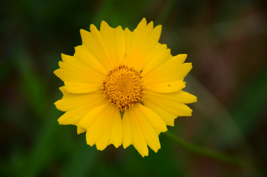 剑叶金鸡菊