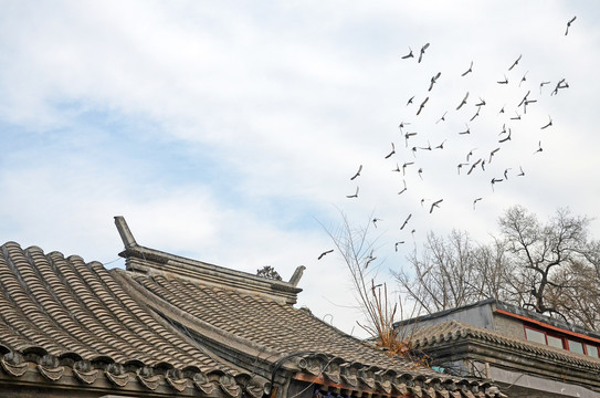 北京老胡同鸽子群