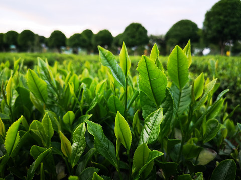 谢裕大茶博园