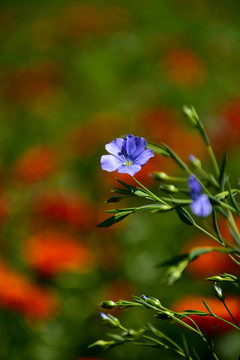 亚麻花