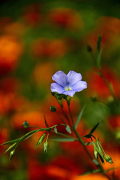 亚麻花