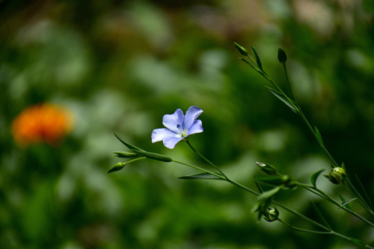 亚麻花