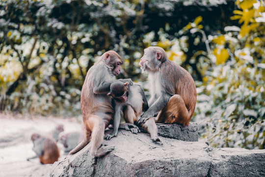海南陵水南湾猴岛猕猴自然保护区
