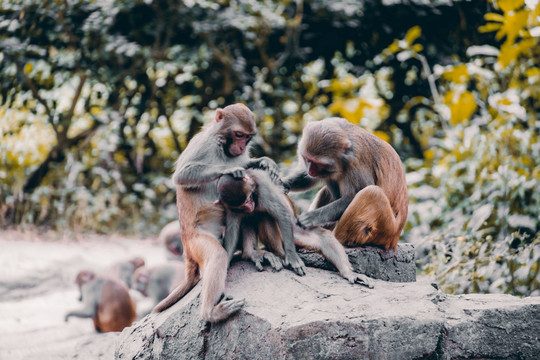 海南陵水南湾猴岛猕猴自然保护区