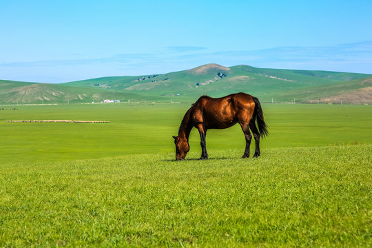 草原上一匹吃草的骏马