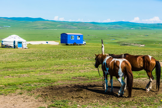 草原蒙古包马匹