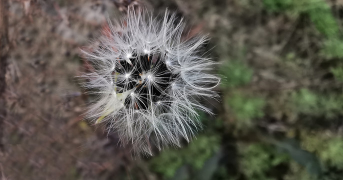 草