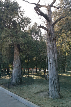 地坛公园的古树
