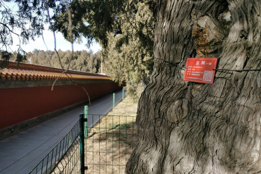 地坛公园的古树