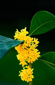 桂花飘香