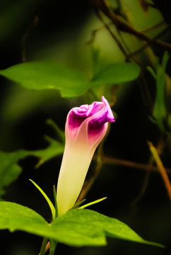 牵牛花