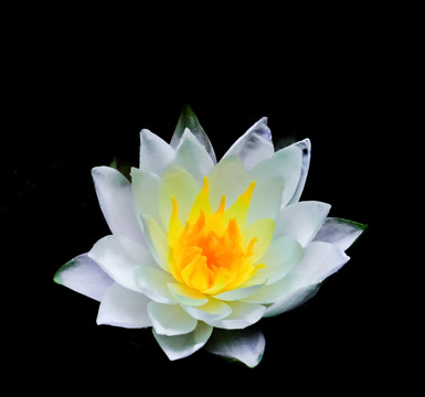 莲花